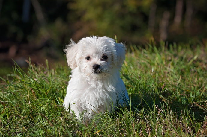 Common Skin Irritations for Dogs