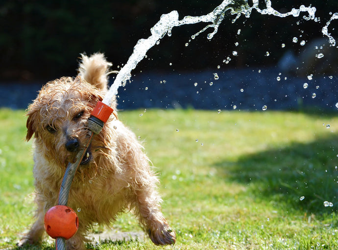 The Main Reason Why to Avoid Human Shampoos on Your Dog